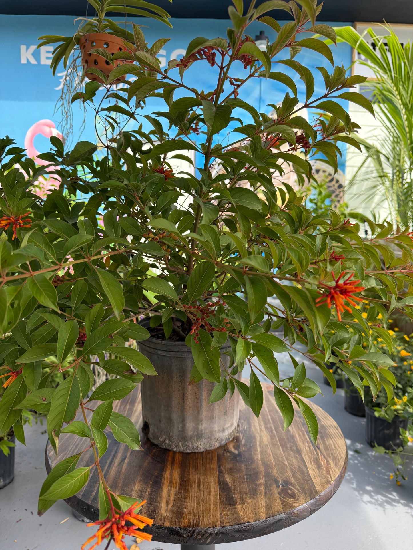 Firebush ( Price Varies on Size )