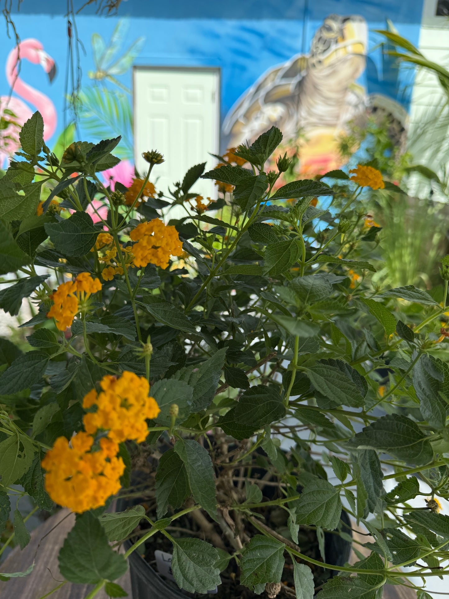 Latana Camara ( Price Varies on Size )