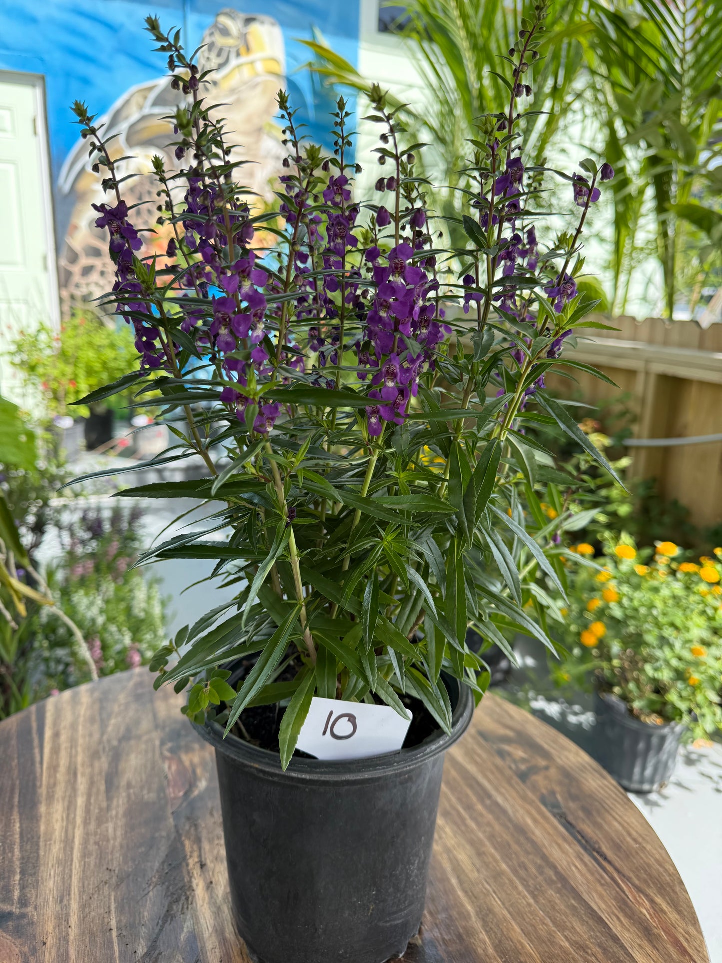 Angelonia ( Price Varies on Size )