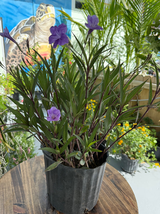 Ruellia ( Price Varies on Size )