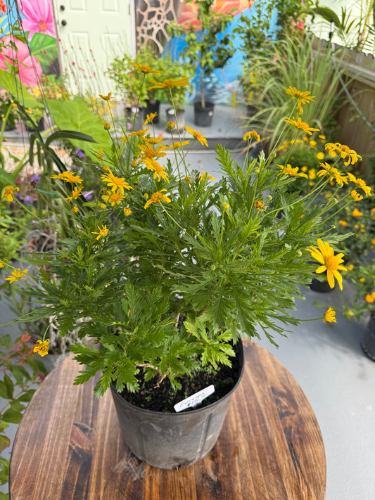 Euryops ( Price Varies on Size )