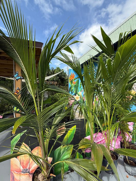 Coconut Palm ( Price Varies on Size )
